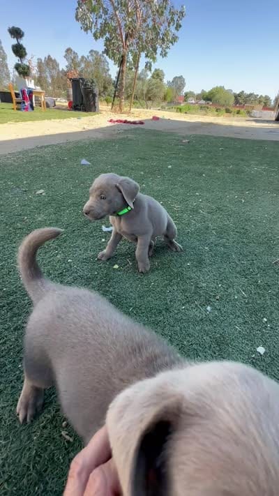 Neon green , a male Labrador Retriever for sale in Bakersfield, CA – 7 of 7