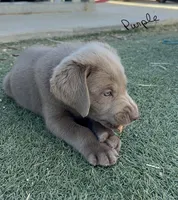 Purple , a male Labrador Retriever for sale in Bakersfield, CA – 4 of 5
