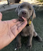 Yellow, a female Labrador Retriever for sale in Bakersfield, CA – 1 of 6