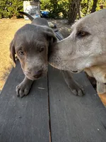 Purple /Brown, a male Labrador Retriever for sale in Bakersfield, CA – 8 of 10