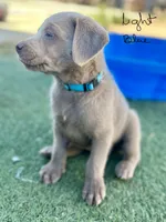 Light blue, a male Labrador Retriever for sale in Bakersfield, CA – 3 of 7