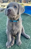 Light blue, a male Labrador Retriever for sale in Bakersfield, CA – 6 of 7