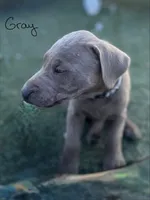 Gray, a male Labrador Retriever for sale in Bakersfield, CA – 6 of 6