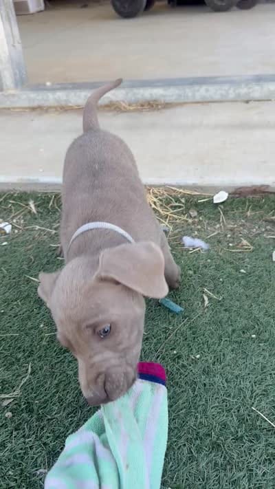 Light blue, a male Labrador Retriever for sale in Bakersfield, CA – 7 of 7