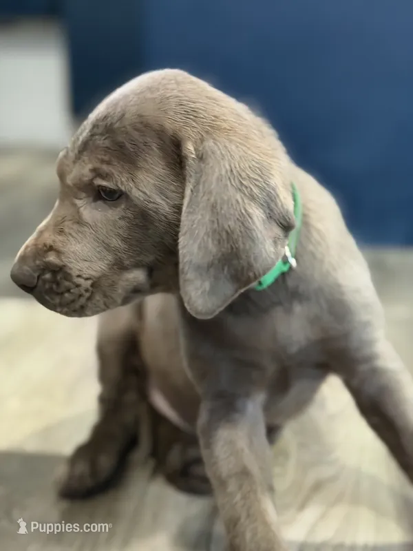Neon green  – Labrador Retriever puppy for sale in Bakersfield, CA