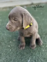 Yellow, a female Labrador Retriever for sale in Bakersfield, CA – 2 of 6