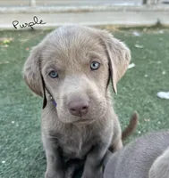 Purple , a male Labrador Retriever for sale in Bakersfield, CA – 3 of 5