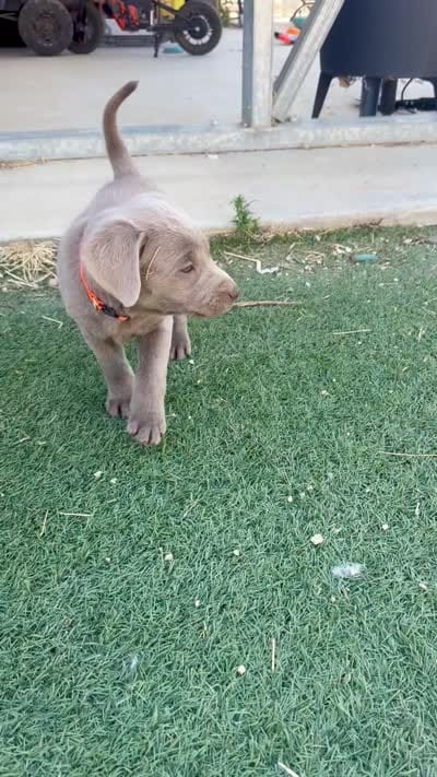 Orange , a male Labrador Retriever for sale in Bakersfield, CA – 2 of 2