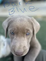 Dark blue, a male Labrador Retriever for sale in Bakersfield, CA – 1 of 5