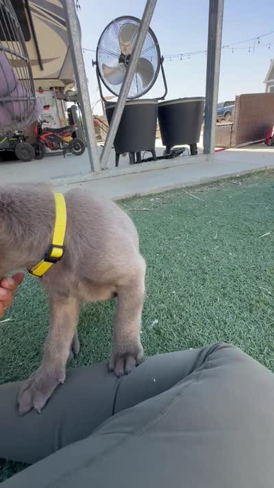 Yellow, a female Labrador Retriever for sale in Bakersfield, CA – 6 of 6