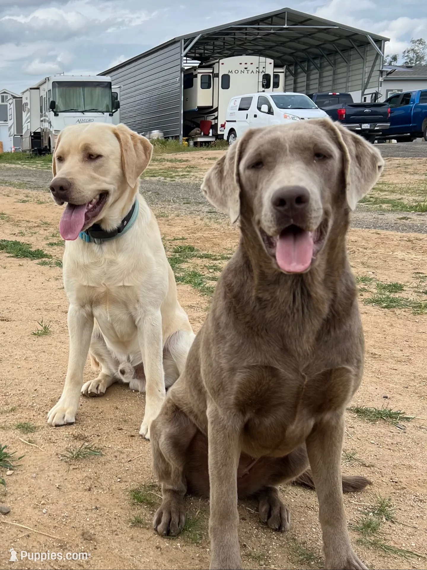 Green, a male Labrador Retriever for sale in Bakersfield, CA – 4 of 5