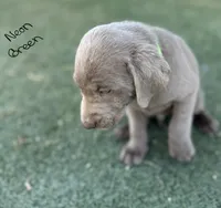 Neon green , a male Labrador Retriever for sale in Bakersfield, CA – 3 of 7