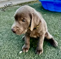 Yellow, a female Labrador Retriever for sale in Bakersfield, CA – 5 of 6