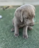 Green, a male Labrador Retriever for sale in Bakersfield, CA – 2 of 4