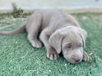 Light blue, a male Labrador Retriever for sale in Bakersfield, CA – 2 of 7
