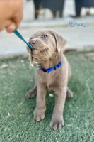 Dark blue, a male Labrador Retriever for sale in Bakersfield, CA – 4 of 5