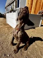 Purple /Brown, a male Labrador Retriever for sale in Bakersfield, CA – 9 of 10