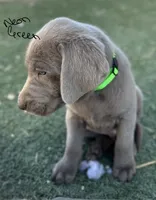 Neon green , a male Labrador Retriever for sale in Bakersfield, CA – 2 of 7