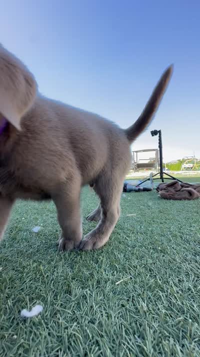 Neon green , a male Labrador Retriever for sale in Bakersfield, CA – 6 of 7