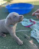 Light blue, a male Labrador Retriever for sale in Bakersfield, CA – 4 of 7