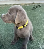 Yellow, a female Labrador Retriever for sale in Bakersfield, CA – 3 of 6
