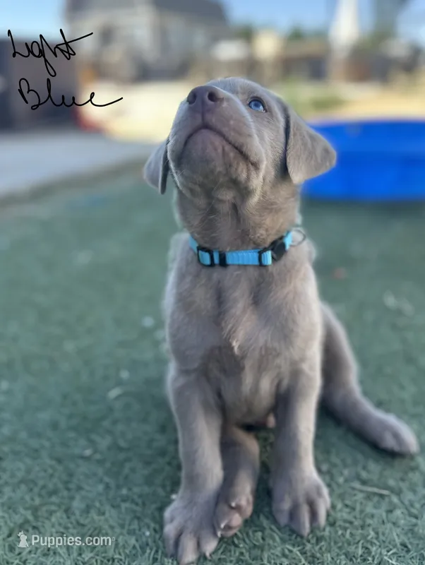 Light blue – Labrador Retriever puppy for sale in Bakersfield, CA