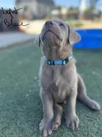 Light blue, a male Labrador Retriever for sale in Bakersfield, CA – 1 of 7