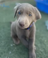 Dark blue, a male Labrador Retriever for sale in Bakersfield, CA – 2 of 5