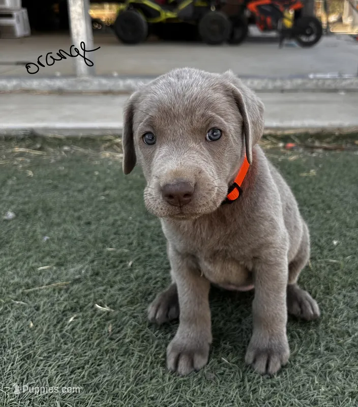 Orange  – Labrador Retriever puppy for sale in Bakersfield, CA
