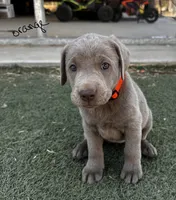Orange , a male Labrador Retriever for sale in Bakersfield, CA – 1 of 2