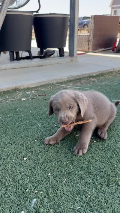 Purple , a male Labrador Retriever for sale in Bakersfield, CA – 5 of 5