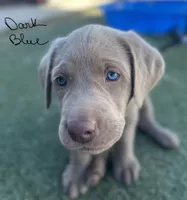 Dark blue, a male Labrador Retriever for sale in Bakersfield, CA – 3 of 5