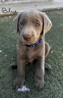 Dark blue, a male Labrador Retriever for sale in Bakersfield, CA – 5 of 5