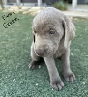 Neon green , a male Labrador Retriever for sale in Bakersfield, CA – 4 of 7