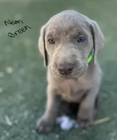 Neon green , a male Labrador Retriever for sale in Bakersfield, CA – 1 of 7