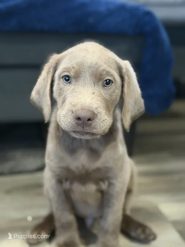Green – Labrador Retriever puppy for sale in Bakersfield, CA