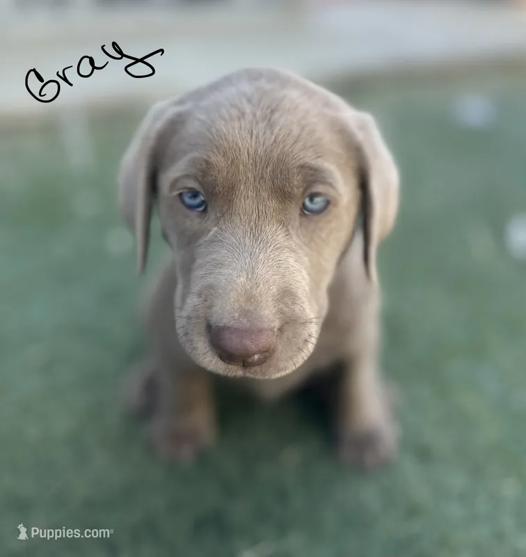 Gray – Labrador Retriever puppy for sale in Bakersfield, CA