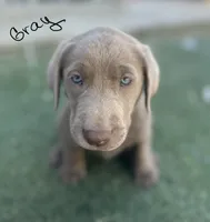 Gray, a male Labrador Retriever for sale in Bakersfield, CA – 1 of 6