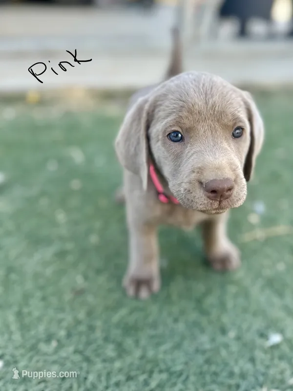 Pink – Labrador Retriever puppy for sale in Bakersfield, CA