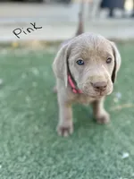 Pink, a female Labrador Retriever for sale in Bakersfield, CA – 1 of 2