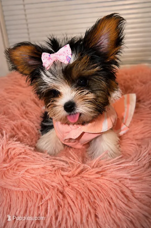 tiny parti ( Girl ) babydoll – Yorkshire Terrier puppy for sale in Raleigh, NC