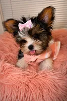 tiny parti ( Girl ) babydoll, a female Yorkshire Terrier for sale in Raleigh, NC – 1 of 3