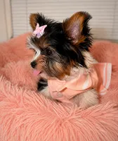 tiny parti ( Girl ) babydoll, a female Yorkshire Terrier for sale in Raleigh, NC – 3 of 3