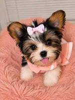 tiny parti ( Girl ) babydoll, a female Yorkshire Terrier for sale in Raleigh, NC – 2 of 3