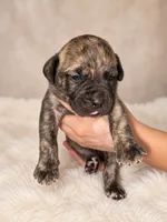 Presa Canarios , a male Perro de Presa Canario for sale in Pensacola, FL – 6 of 6