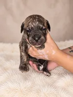 Presa Canarios , a male Perro de Presa Canario for sale in Pensacola, FL – 2 of 6