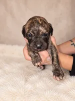 Presa Canarios , a male Perro de Presa Canario for sale in Pensacola, FL – 5 of 6