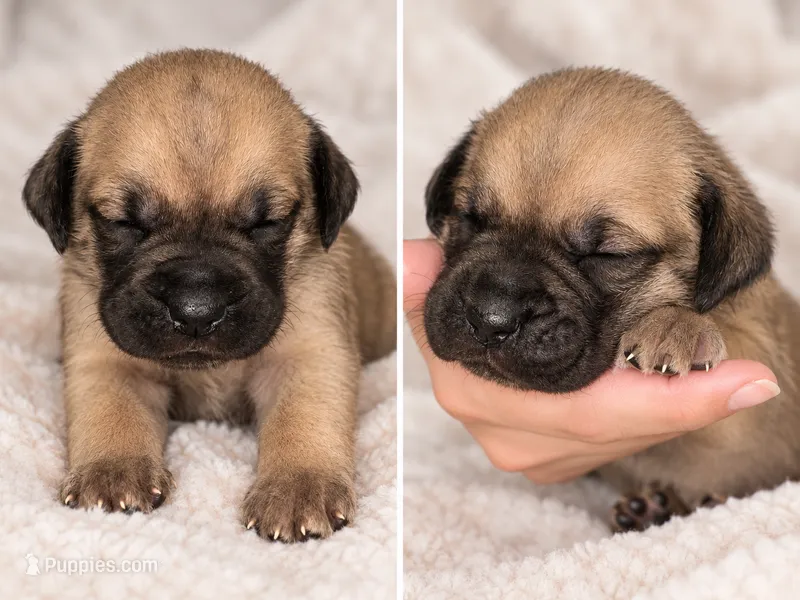 Presa Canarios  – Perro de Presa Canario puppy for sale in Pensacola, FL