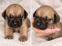 Presa Canarios , a male Perro de Presa Canario for sale in Pensacola, FL – 1 of 6
