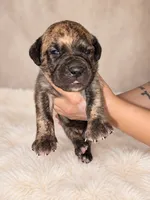 Presa Canarios , a male Perro de Presa Canario for sale in Pensacola, FL – 4 of 6
